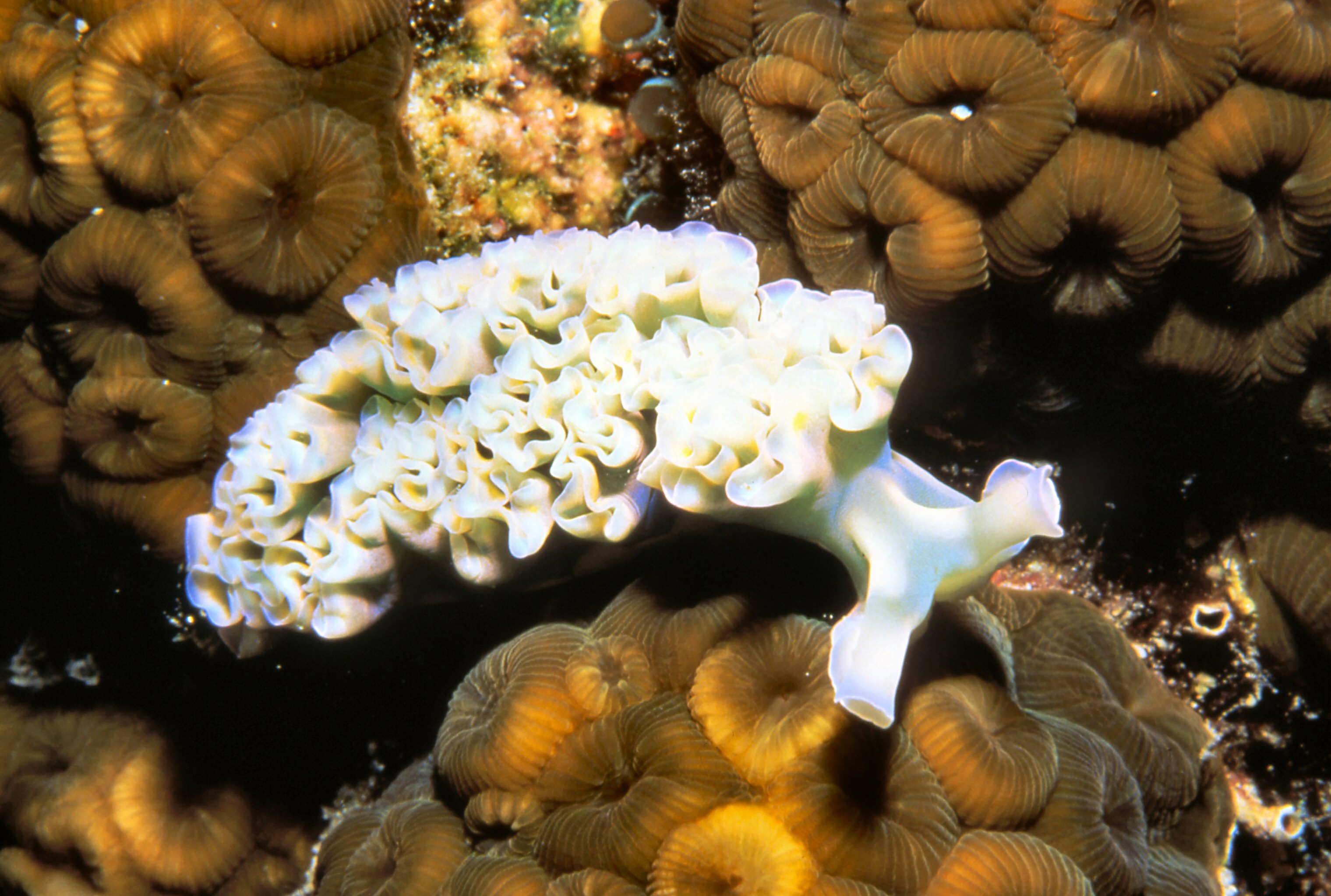 Palau   Lettuce Leaf Slug